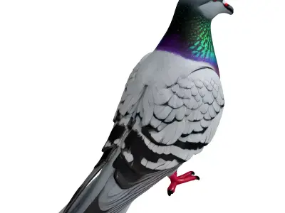 Realistic Pigeon 3D Model Low-poly 3D model