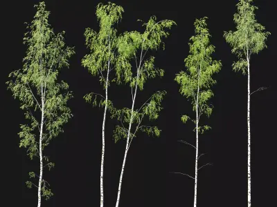 Birch forest part 10 3D model