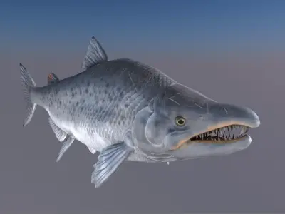 Salmon Model With A Rig 3D model