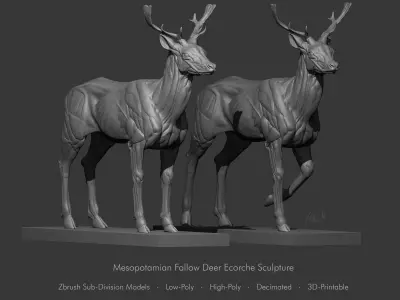 Fallow Deer  Anatomy Sculpture 3D model