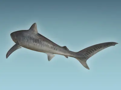 Tiger Shark 3D model