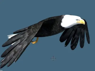 bald eagle animated 3D model