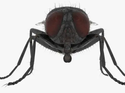 Realistic Housefly Low-poly 3D model