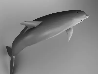 Dolphine dolphin 3D model