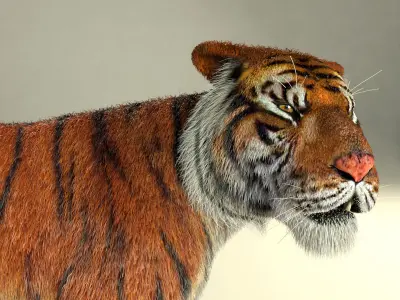 Amur Tiger vray v1 Low-poly 3D model