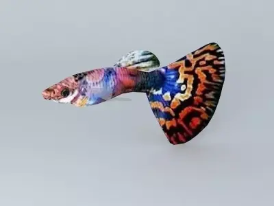 Very colorful fish Free 3D model