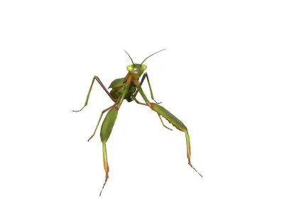 Praying Mantis 3d model 3D model