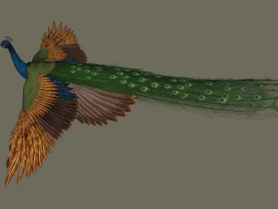 Peacock 3D model in flight 3D model