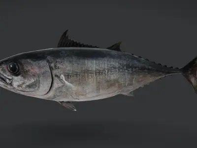 Pacific Bluefin Tuna Animated 3D model