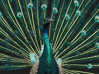 Peacock V1E 3D model