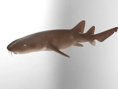 Nurse Shark 3D model