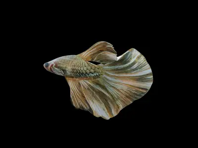 Beta fish pack - Rigged and animated Low-poly 3D model