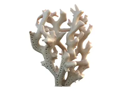 Coral Collection 1-20 Low-poly 3D model