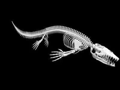 Mosasaurus skeleton Low-poly 3D model