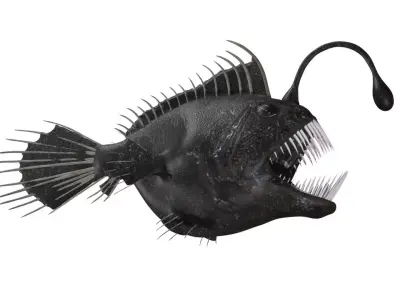 anglerfish fish Low-poly 3D model