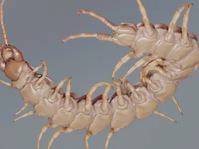 Scolopendra gigantea rigged and animated for Cinema 4d Low-poly 3D model