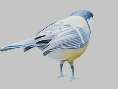 Titmouse 3D model