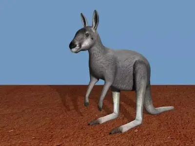 Grey Kangaroo 3D model