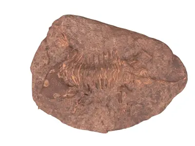 Fossil Low-poly 3D model