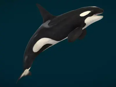 Killer Whale - Orca Low-poly 3D model