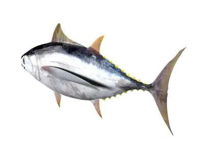 Albacore Tuna Fish Thunnus Alalunga 3D model