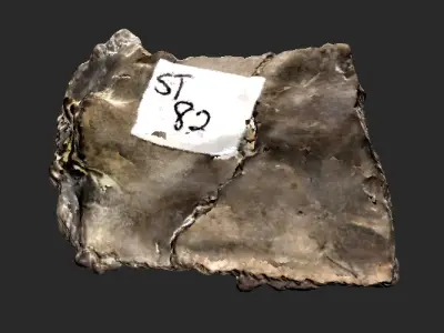 Fossilised Turtle Carapace 3D model