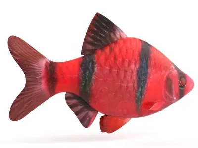 Red Tiger Barb 3D model