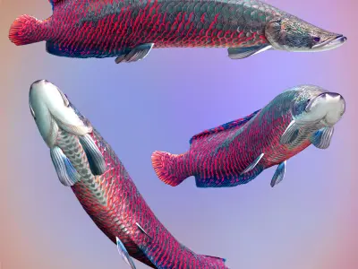 Fish Arapaima Gigas Low-poly 3D model