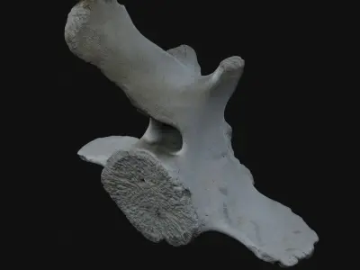 Whale vertebra Low-poly 3D model