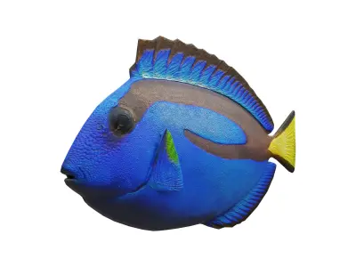 blue tang Low-poly 3D model