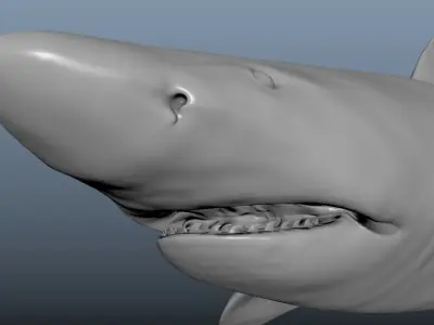 Realistic Tiger Shark Model 3D model