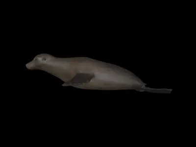 SEAL01 Rigged Seal 3D model