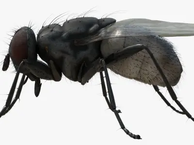 4K Housefly 3D model