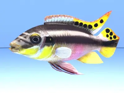 kribensis cichlid fish Pelvicachromis pulcher Low-poly 3D model