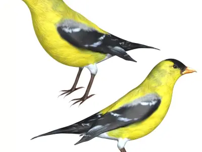 American Goldfinch Low-poly 3D model