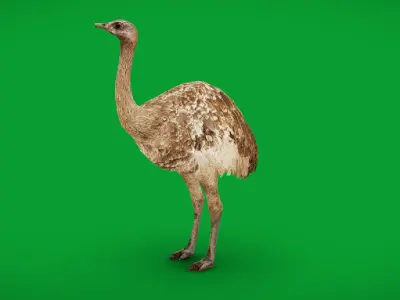 Rheas American Ostrich  Low-poly 3D model