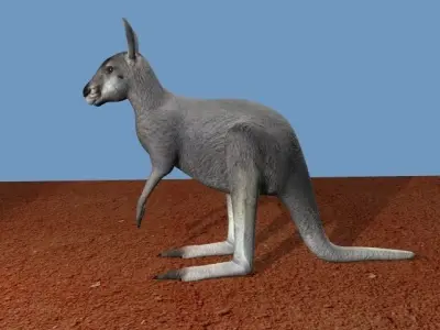 Grey Kangaroo 3D model