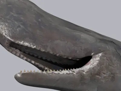 Photoreal Sperm Whale 8K - 3d animated 3D model