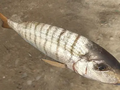 Mormyrus Photorealistic  sea fish Rigged Animated Low-poly 3D model