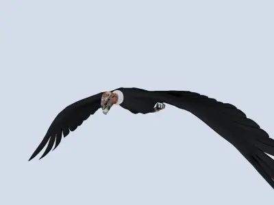 Animated Rigged Condor Low-poly 3D model