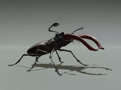 Stag beetle 3D model