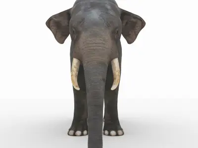 Elephant with tusks 3D model