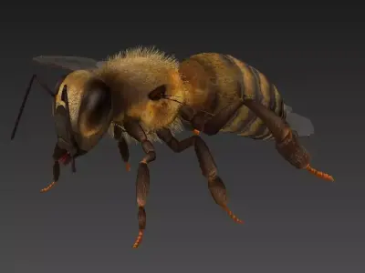honeybee bee Low-poly 3D model