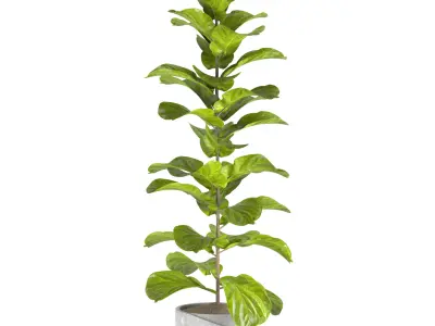 indoor plant set08 Free 3D model