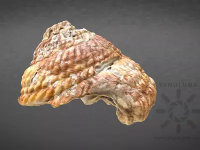 Seashell 3D Scan Free low-poly 3D model