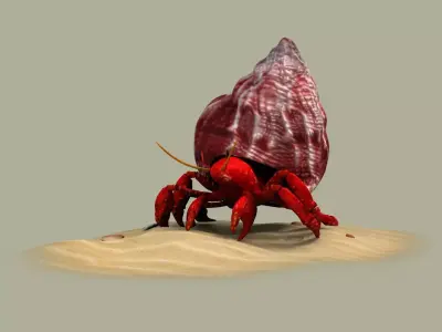 Hermit Crab animal shell crustacean nature perlatus sand 3D model