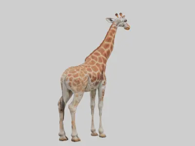 Reticulated giraffe Low-poly 3D model