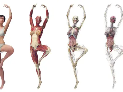 Female Full Anatomy Rigged Maya 3D model purchase