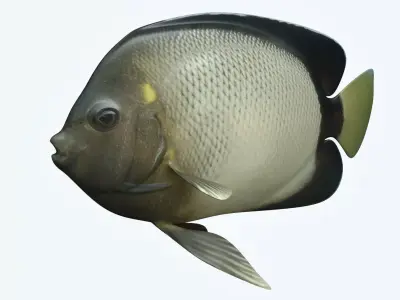 Angle Fish 15 3D model