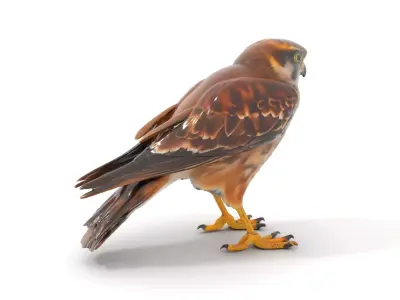 Brown Kestrel model pack Low-poly 3D model